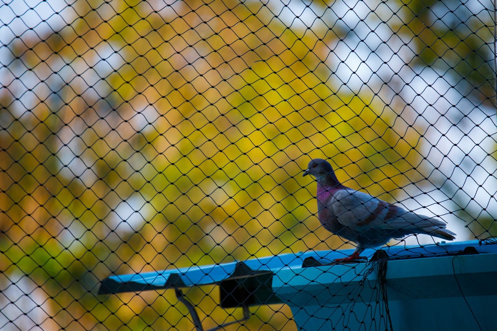 Vogelschutz für Vordächer